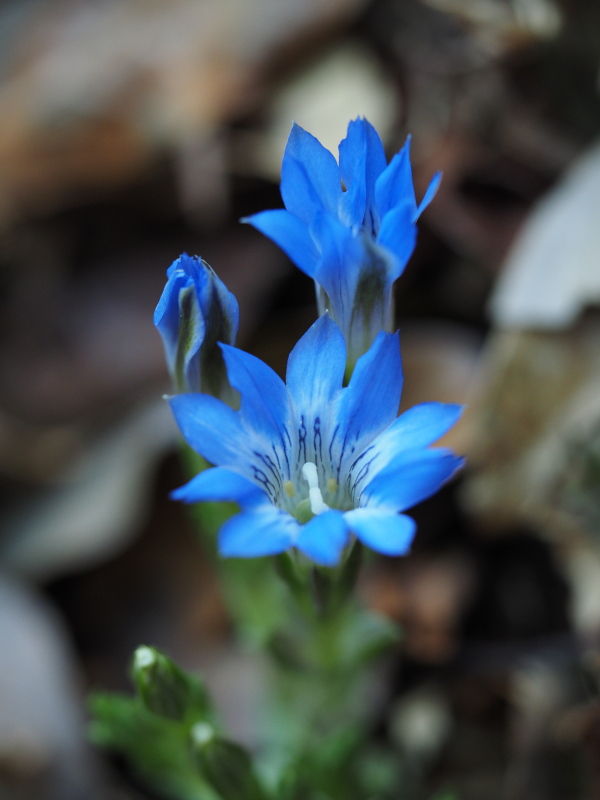 青い花 白い花 ハルリンドウ おもひぐさ