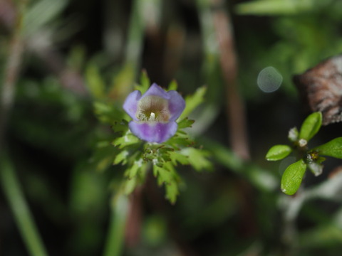 kikumo20100739