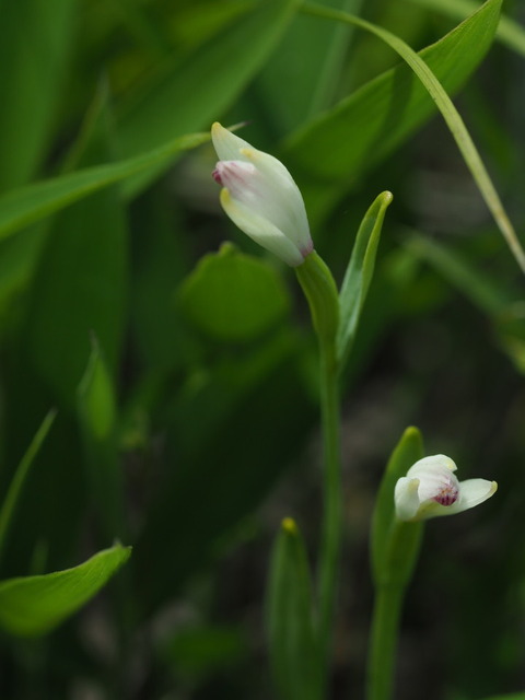 yamatokiso200605180