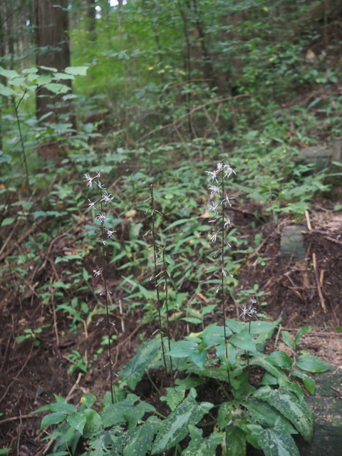 teisyoso20100521
