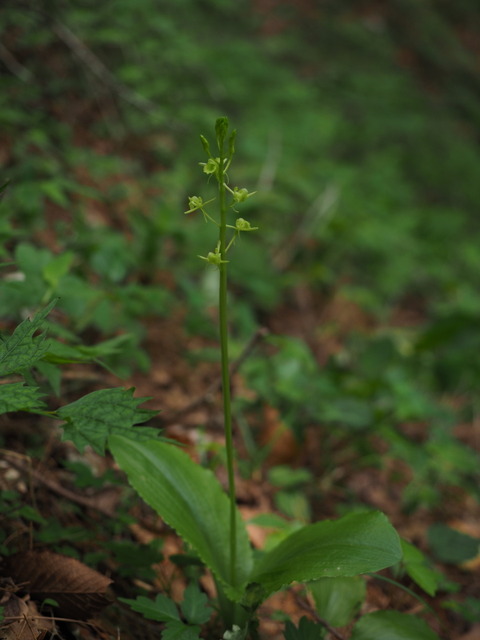 kumokiriso170620130