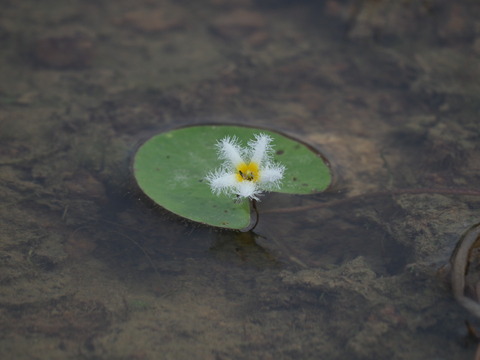 gagabuta20093077