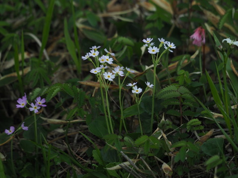 yukiwariso19071008