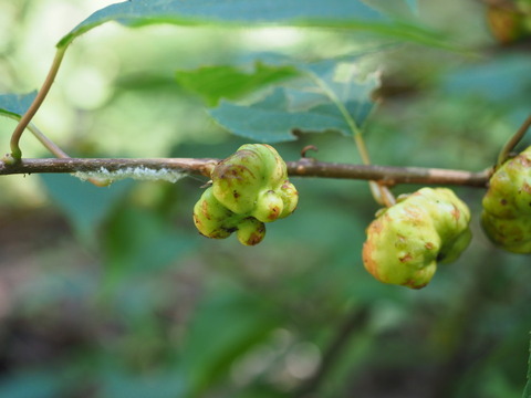 matatabi20082609