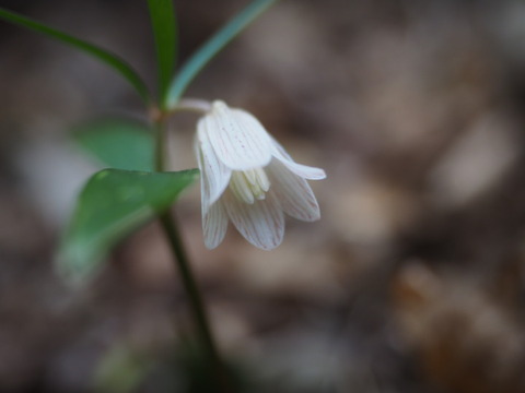 hosobanakobaimo170318044