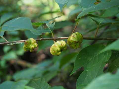 matatabi20082604