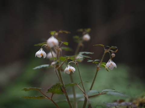 saikokusabanoo190417082