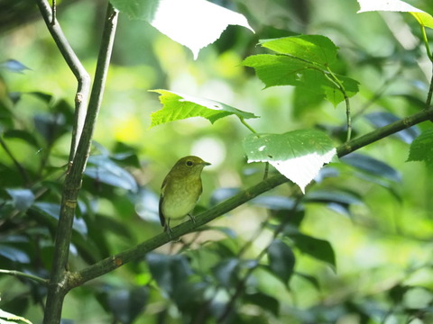 kibitaki20090502