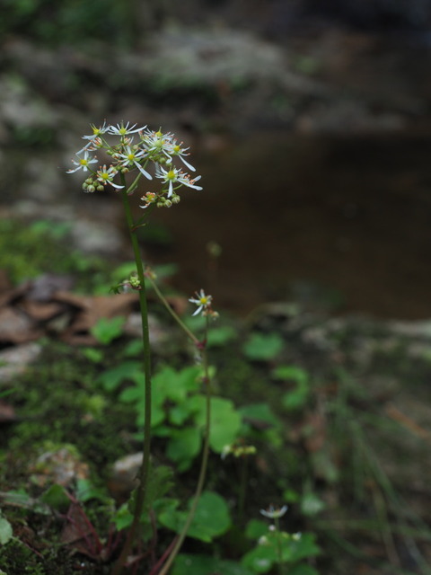 daimonjiso20100541