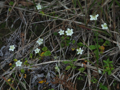 umebatiso20101270