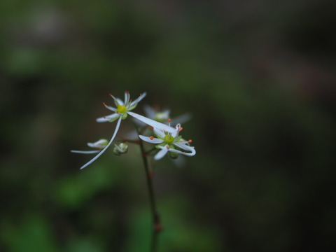 daimonjiso20100534