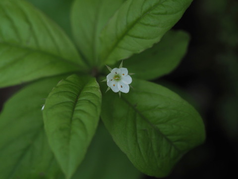 tumatoriso19071201