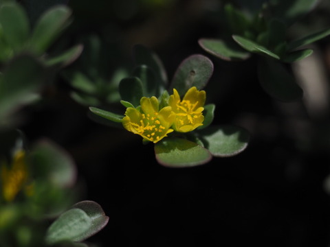 suberihiyu20082602