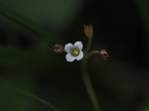ainae20093010