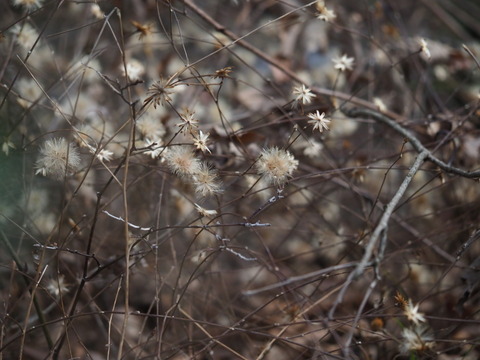 koyaboki18022506