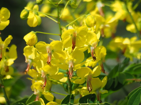 jaketuibara200514086