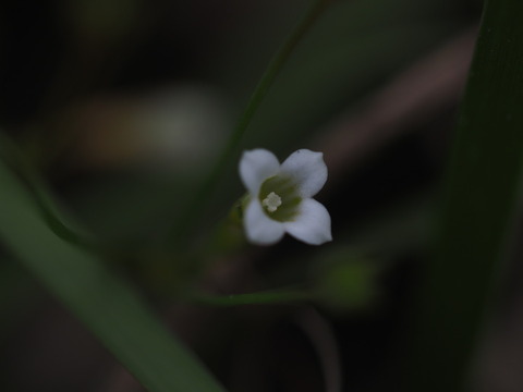 ainae20093019