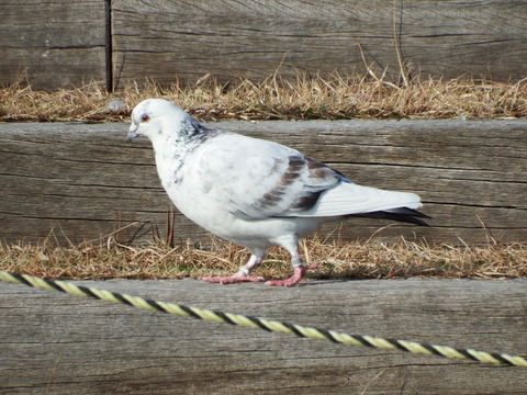 hato_f150119