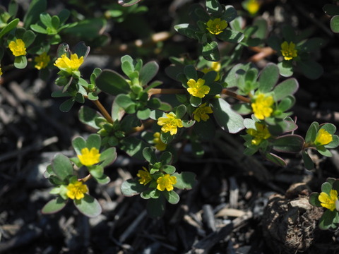 suberihiyu20082604