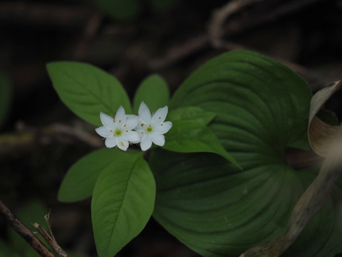 tumatoriso19070824