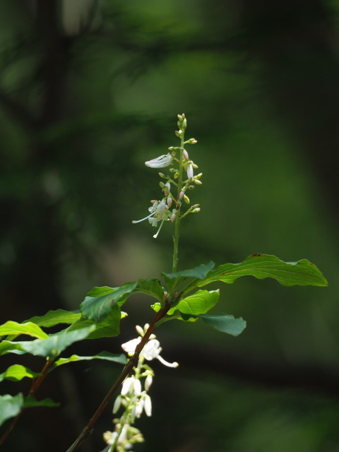 hotutuji20082506
