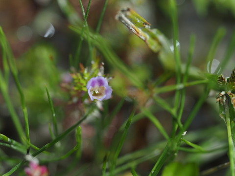 kikumo20100763