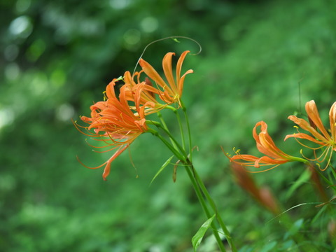 okitunenokamisori180712002