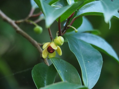 sanekazura20073104