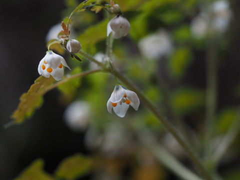 saikokusabanoo190417013