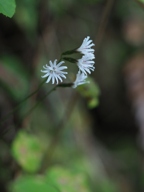 kikohaguma20111616