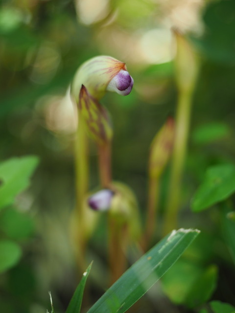 nanbangiseru20090515
