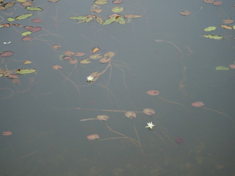 hitujigusa20053006