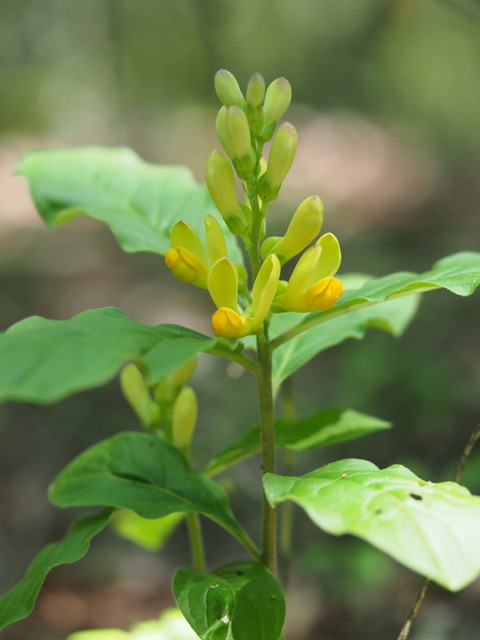 kakinohagusa20053059