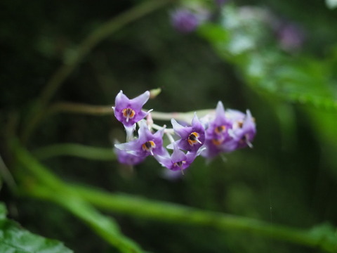 iwatabako200724082