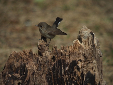 ojirobitaki200208058