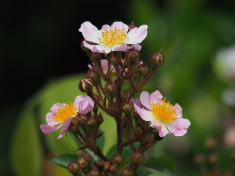 tukusiibara20052522