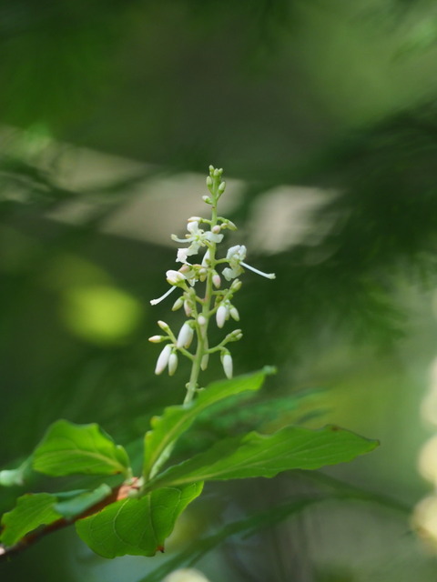 hotutuji20082522