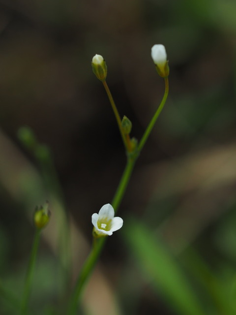 ainae16072336