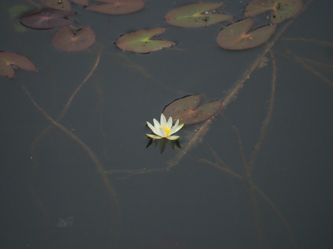 hitujigusa20053004