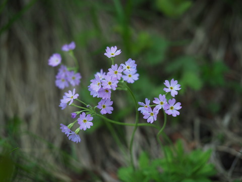 yukiwariso19071016