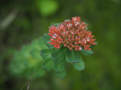 iwabenkei18061813