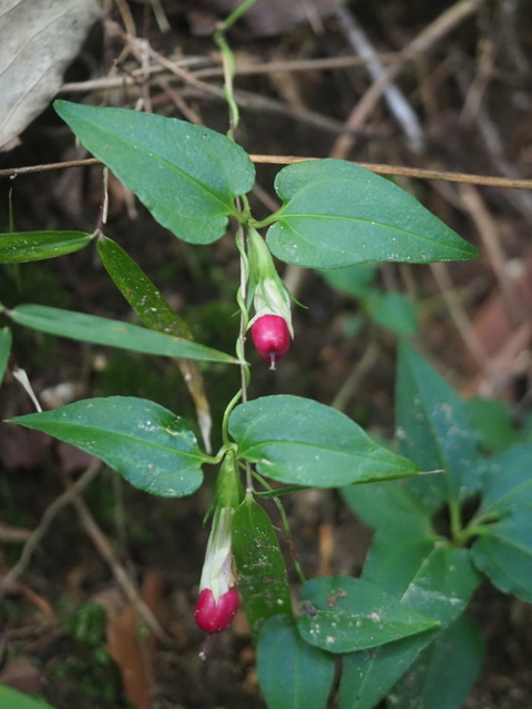 tururindo20100505
