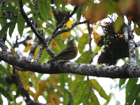 mugimaki20111110