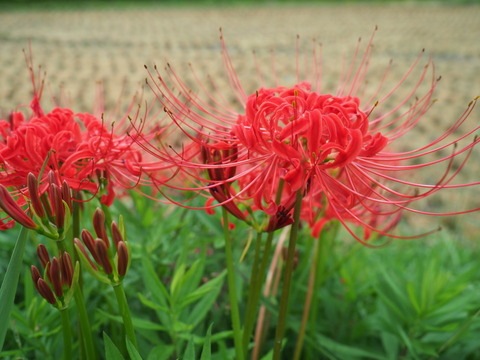 manjusyage20091805