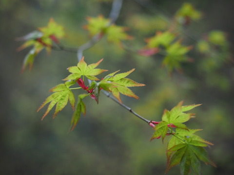 momiji19032202