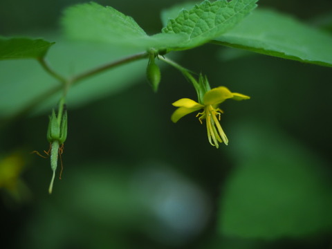 karasunogoma20100629