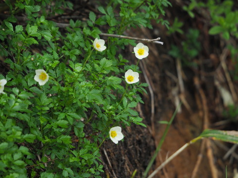tinguruma19071204