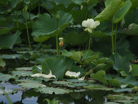 hasu20070824