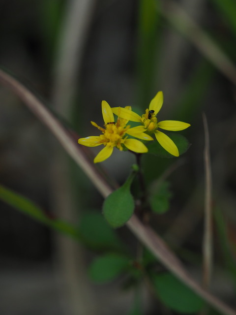 akinokirinso20101204