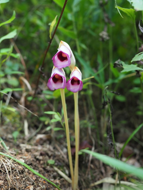 nanbangiseru20090549